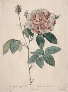 Růže: Rosa Gallica od Pierre Joseph Redouté