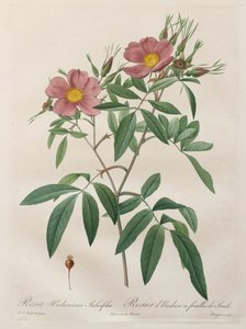 Les Roses: Rosa Hudsoniana Salicifolia od Pierre-Joseph Redouté
