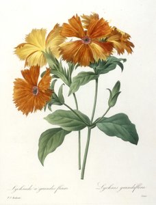 Lychnid velkokvětý, Lychnus grandiflora, z Choice Of The Most Beautiful Flowers and Most Beautiful Fruits, 1827 (ručně kolorovaná tečkovaná rytina)