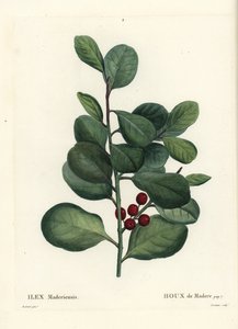 Cesmína Madeira, Ilex perado (Holly de Madere, Ilex maderiensis). Ručně kolorovaná tečkovaná rytina od Casenavea podle ilustrace Pierra-Josepha Redoute z Treat des Arbres et Shrustes, Paříž Henriho Louise Duhamela du Moncel od Pierre Joseph Redouté