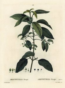 Maqui oder chilenische Weinbeere, Aristotelia chilensis (Aristotelia macqui). Handkolorierte Punktstichgravur von Aimee nach einer Illustration von Pierre-Joseph Redouté aus Henri Louis Duhamel du Moncels „Traité des Arbres et Arbustes“, Paris