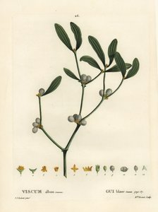 Jmelí, album Visum. Ručně kolorovaná tečkovaná rytina slečny Brenetové podle ilustrace Pierra-Josepha Redoutea z Treat des Arbres et Shrustes, Paříž Henriho Louise Duhamela du Moncel od Pierre Joseph Redouté
