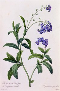 Myosotis Scorpiodes von Pierre-Joseph Redouté