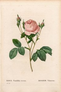 Růžový Vilmorin, Rosa Centifolia Vilmorin. Ručně kolorovaná tečkovaná mědirytina z díla Pierra Josepha Redouta „“Les Roses,” Paris od Pierre Joseph Redouté