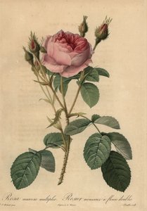 Růžová mechová růže, Rosa centifolia f. muscosa od Pierre Joseph Redouté