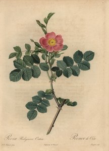 Rosa rubiginosa von Pierre Joseph Redouté