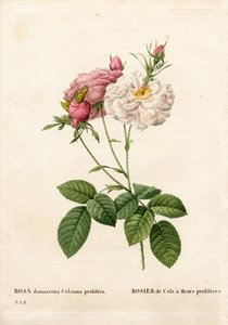 Proliferous Cels Rose, Rosa damascena var. incarnata-maxima, Cels Rose hat proliferes Blumen. Handkolorierte Punktkupferstich aus Pierre Joseph Redouté