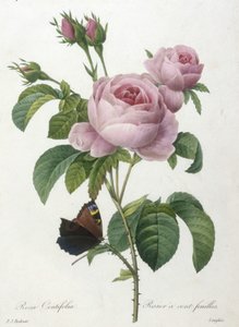 Rosa Centifolia, Rosier a cent-feuilles, z Choice Of The Most Beautiful Flowers and Most Beautiful Fruits, 1827 (ručně kolorovaná tečkovaná rytina)