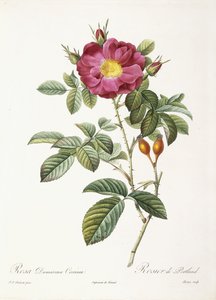 Rosa Damascena Coccina od Pierre Joseph Redouté
