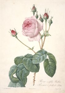 Rosa centifolia Bullata, Růžový keř s listy salátu, z Les Roses, 1817-24 (ručně kolorovaná tečkovaná rytina) od Pierre Joseph Redouté