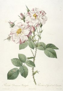 Rosa damascene variegata, Rosier d’Yorck et de Lancastre, z La Couronne des Roses, 1817-24 (ručně kolorovaná tečkovaná rytina) od Pierre Joseph Redouté