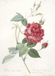 Rosa indica cruenta, bengálská růže s krvavě fialovými květy, z Les Roses, 1817-24 (ručně kolorovaná tečkovaná rytina) od Pierre Joseph Redouté