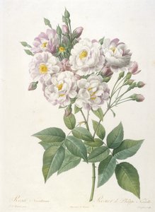 Rosa noisettiana, Rosier de Philippe de Noisette, z La Couronne des Roses, 1817-24 (ručně kolorovaná tečkovaná rytina) od Pierre Joseph Redouté