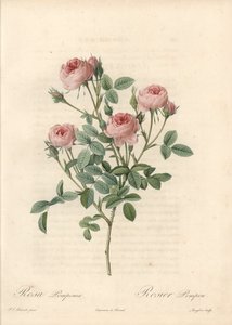 Rose de Meaux s růžovými květy - Lept od Langloise, podle ilustrace Pierra Josepha Redouta (1759-1840), z Les Roses od Pierre Joseph Redouté