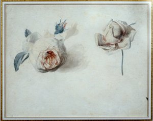 Studie růží Akvarel od Pierra Josepha Redouta (1759-1840) Malmaison 19. století, zámecké muzeum. od Pierre Joseph Redouté
