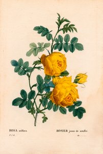 Rosa sulfur, Rosa hemisphaerica, Gelbe Schwefelrose. Handkolorierter Kupferstich aus Pierre Joseph Redoutés „Les Roses“, Paris