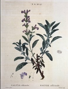 Sage officinalis - v „“ New Duhamel aneb pojednání o stromech a keřích, které prahnou ve Francii“, kresby P. J. Redouté a P. Bessa, Paříž od Pierre Joseph Redouté
