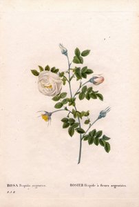 Silberblütige Rose, Rosa tomentosa. Handkolorierter Kupferstich aus Pierre Joseph Redoutés „Les Roses“ von Pierre Joseph Redouté