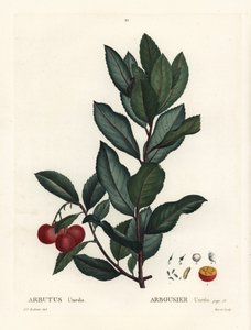Jahodník, Arbutus unedo. Ručně kolorovaná tečkovaná rytina podle ilustrace Pierre-Joseph Redoute z Treat des Arbres et Shrustes, Paříž Henriho Louise Duhamela du Monceau od Pierre Joseph Redouté