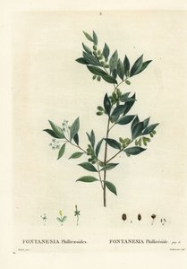 Syrischer Liguster, Fontanesia phillyreoides. Handkolorierte Punktstichgravur von Du Ruisseau nach einer Illustration von Pierre-Joseph Redoute aus Henri Louis Duhamel du Moncels 