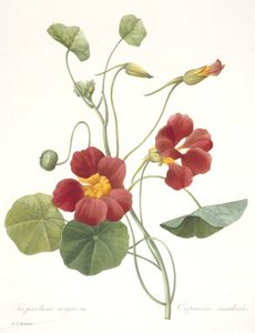 Tropaeolum majus (Nasturtium zahradní), 1827 od Pierre Joseph Redouté