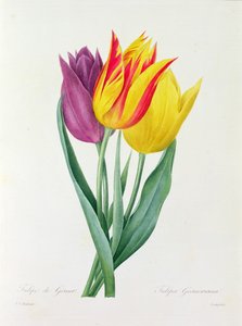 Tulipa Gesneriana von Pierre-Joseph Redouté