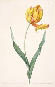 Tulipa Gesneriana var. Tulipán dračí papoušek, 1816. od Pierre Joseph Redouté