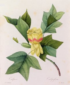 Tulipifera (barevná rytina) od Pierre-Joseph Redouté