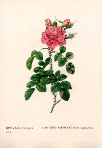 Bunte Vier-Jahreszeiten-Rose, Rosa damascena var. bifera. Handkolorierter Kupferstich aus Pierre Joseph Redoutés „Les Roses“, Paris von Pierre Joseph Redouté