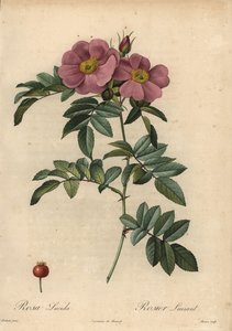 Violet Virginia růže, Rosa virginiana od Pierre Joseph Redouté