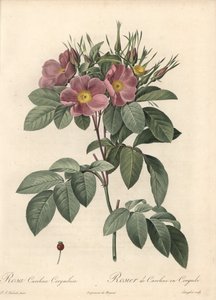 Virginia-Rose, dunkle Blumen - Radierung von Langlois, basierend auf einer Illustration von Pierre Joseph Redoute, aus Les Roses von Pierre Joseph Redouté