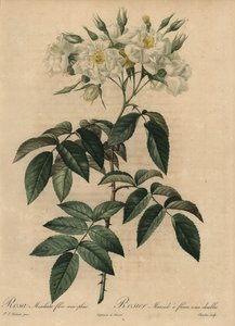 Bílá pižmová růže, Rosa moschata od Pierre Joseph Redouté
