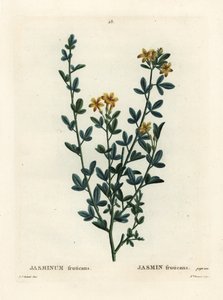 Divoký nebo žlutý jasmín, jasminum fruticans. Ručně kolorovaná tečkovaná rytina slečny Brenetové podle ilustrace Pierra-Josepha Redoutea z Treat des Arbres et Shrustes, Paříž Henriho Louise Duhamela du Moncel od Pierre Joseph Redouté