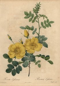 Žlutá růže, Rosa eglanteria od Pierre Joseph Redouté