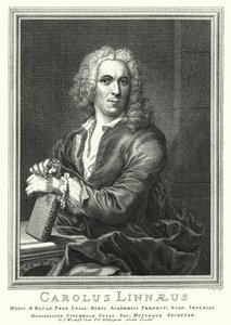 Carl Linnaeus , švédský botanik a zoolog (rytina)