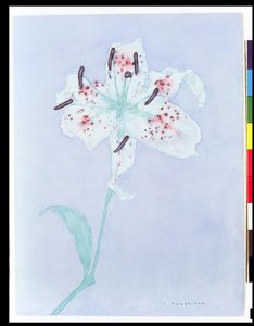Lily, po roce 1921 (akvarel a tužka) od Piet Mondrian