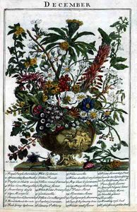 Prosinec, z knihy "The Flower Garden Displayed" od Roberta Furbera (asi 1674-1756), vyryl James Smith, vyd. 1732 (kolorovaná rytina)