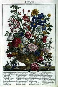 Červen, z knihy "The Flower Garden Displayed" od Roberta Furbera (asi 1674-1756), vyryl James Smith, vyd. 1732 (kolorovaná rytina)