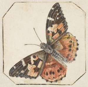 Motýl bodlák (Vanessa cardui) od Pieter Barbiers (possibly)
