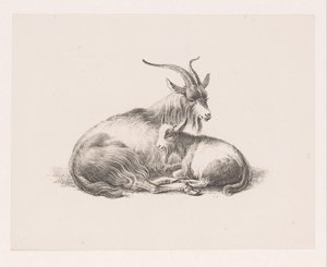 Buck a koza od Pieter Bartholomeusz. Barbiers