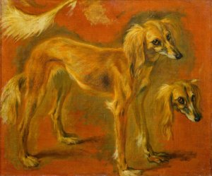Dvě studie greyhounda