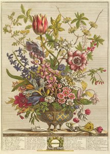 února, z „Dvanáct měsíců květů“ od Roberta Furbera (asi 1674-1756), vyryto Henrym Fletcherem (barevná rytina)