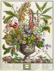ledna, z „Dvanáct měsíců květů“, od Roberta Furbera (asi 1674-1756), vyryto Henrym Fletcherem (barevná rytina)