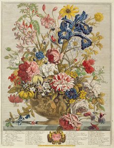 června, z „Dvanáct měsíců květů“ od Roberta Furbera (asi 1674-1756), vyryto Henrym Fletcherem (barevná rytina)