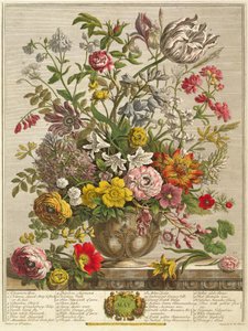 Květen, z „Dvanáct měsíců květů“ od Roberta Furbera (asi 1674-1756), vyryto Henrym Fletcherem (barevná rytina)