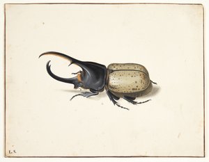 V herkulesbille (dynastes hercules)