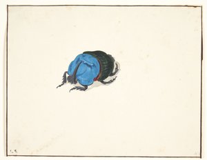 nosorožec (scarabaeidae)