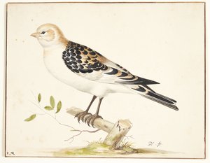 U snespurv (plectrophenax nivalis)