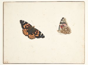 Dvě studie bodláku (vanessa cardui l.)
