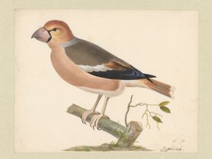 jabloň plstnatý od Pieter Holsteyn (I)